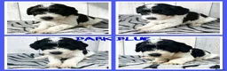 Mixed Breed dogs for sale: 🐶 🐾 Beautiful Cavapoochon Puppies 🐾 - Advert 9