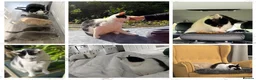 Domestic Shorthair cats for sale: Mouse - looking for her retirement home - Advert 12