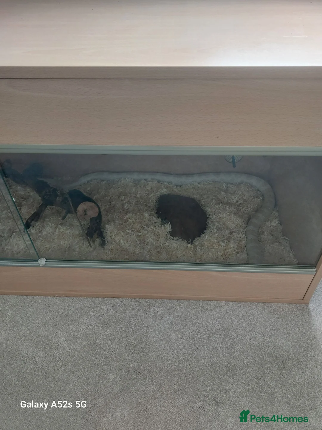 Corn Snake reptiles for sale: Snow corn snake plus vivarium. Very tame and calm. in Hove - Advert 4
