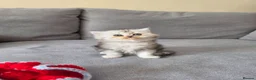Persian cats for sale: Persian ragdoll / chinchilla kittens - Advert 3