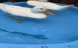 Ducks poultry for sale: Ducks looking for new home  - Image 2