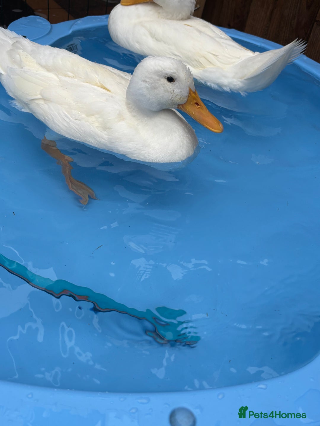 Ducks poultry for sale: Ducks looking for new home  - Image 2