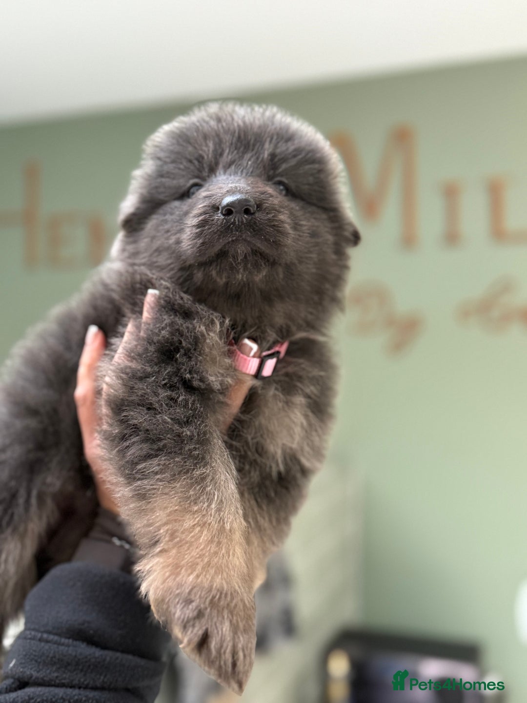 German Shepherd dogs for sale: 💙KC health tested parents 💙 - Advert 1