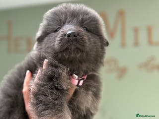 German Shepherd dogs 💙KC health tested parents 💙 - Advert 2