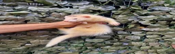 Ferret rodents for sale: Last 2 Longer haired Jills in Bracknell - Advert 2