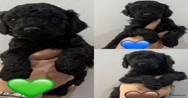 Labradoodle dogs - Advert 2
