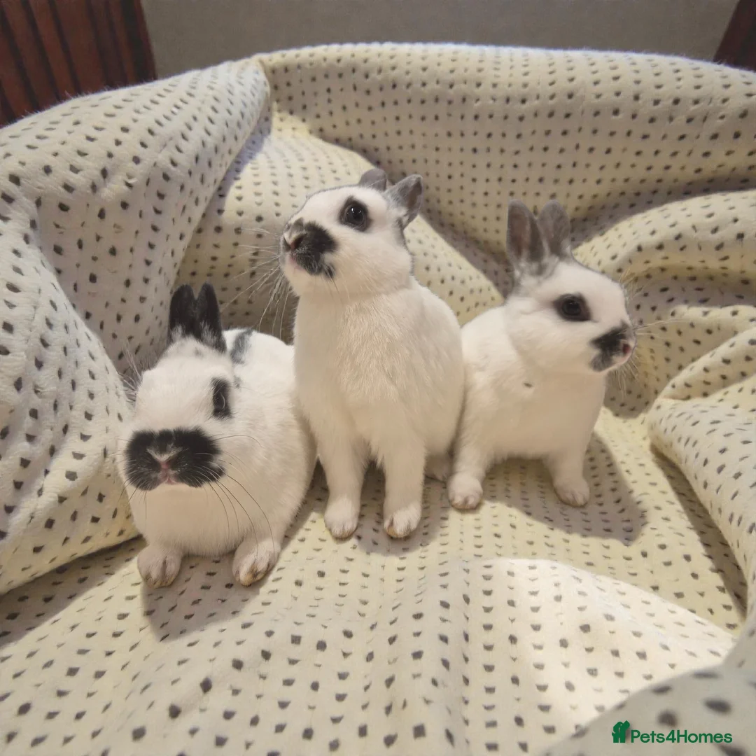 Mixed Breed rabbits for sale: 🧡dwarf papillon bunnies 🧡 - Advert 6