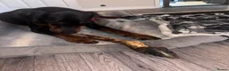Dobermann dogs for sale: Doberman and German short haired pointer  - Advert 7