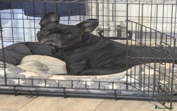 French Bulldog dogs for sale: Winnie the French Bulldog - Advert 1