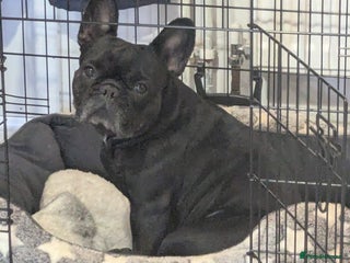 French Bulldog dogs for sale: Winnie the French Bulldog - Advert 1