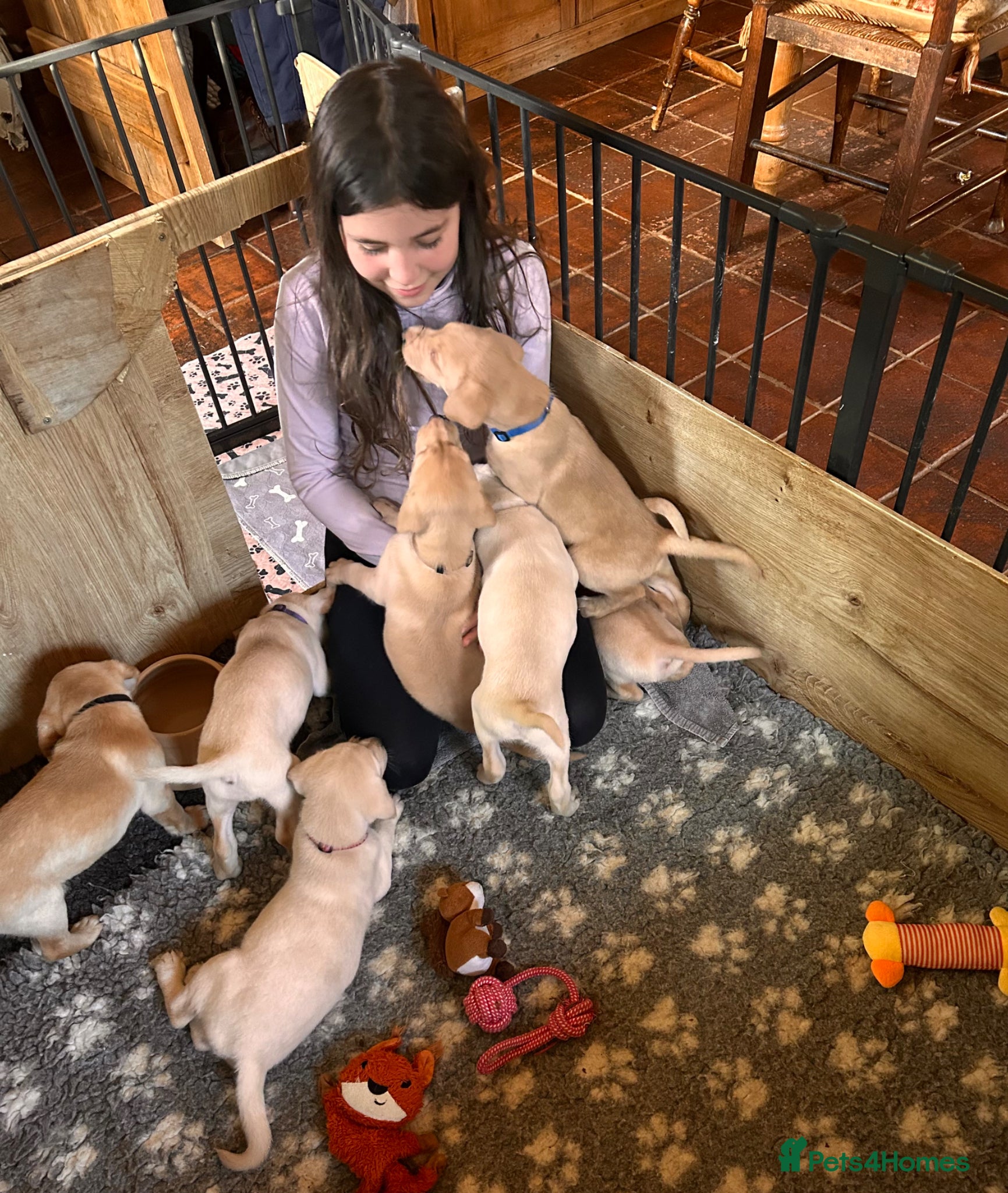 Labrador Retriever dogs Beautiful KC Reg Labrador Puppies: Ready 1st May - Advert 2