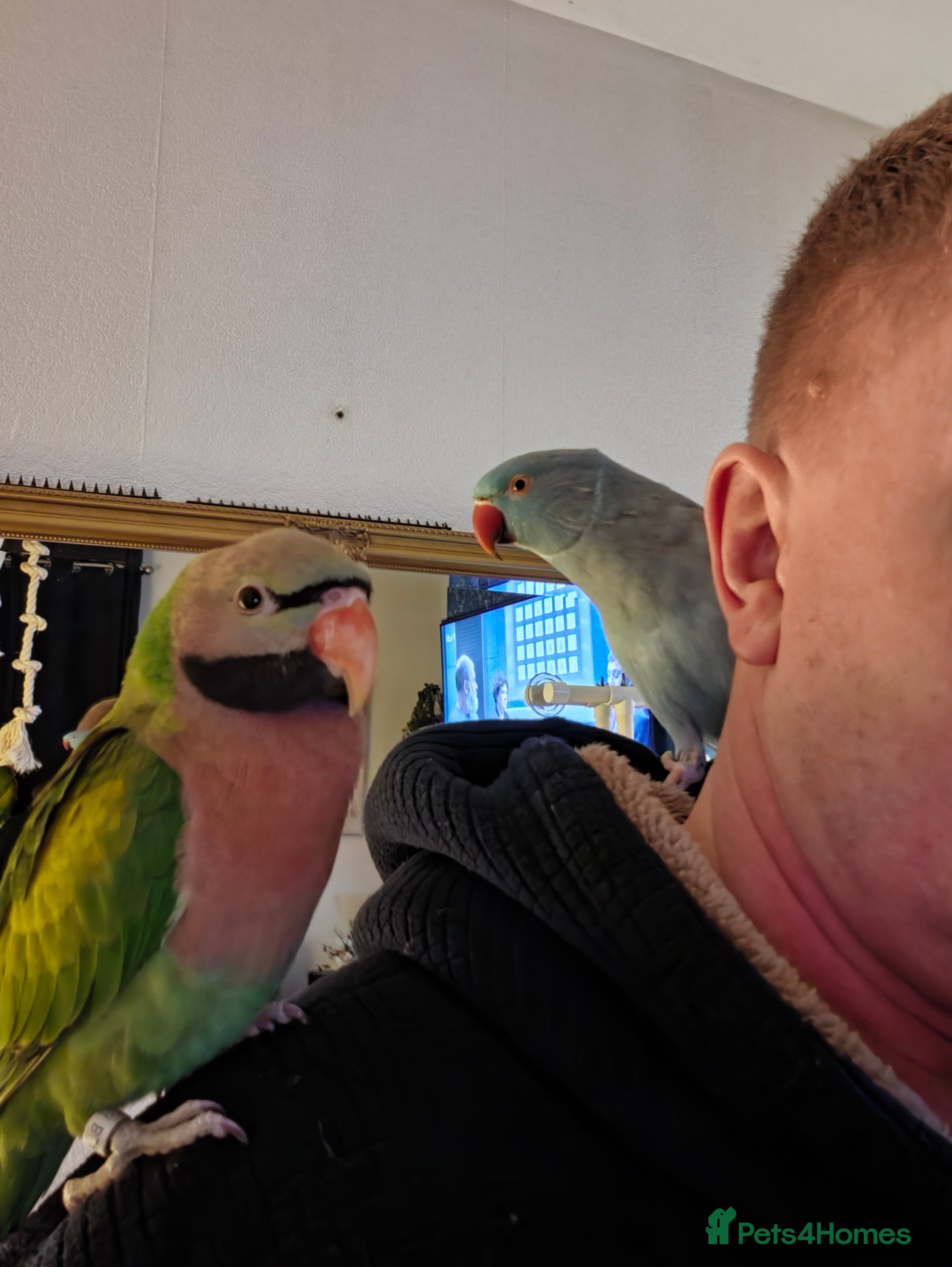 Parrots birds "Sky and Bandit" £ ono - Advert 19