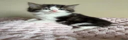 Mixed Breed cats for sale: British Short Hair Cross Ragdoll Kittens  in Selby - Advert 32