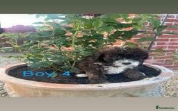 Jackapoo dogs for sale: 5 beautiful Jackapoo boys ready now!  - Image 4