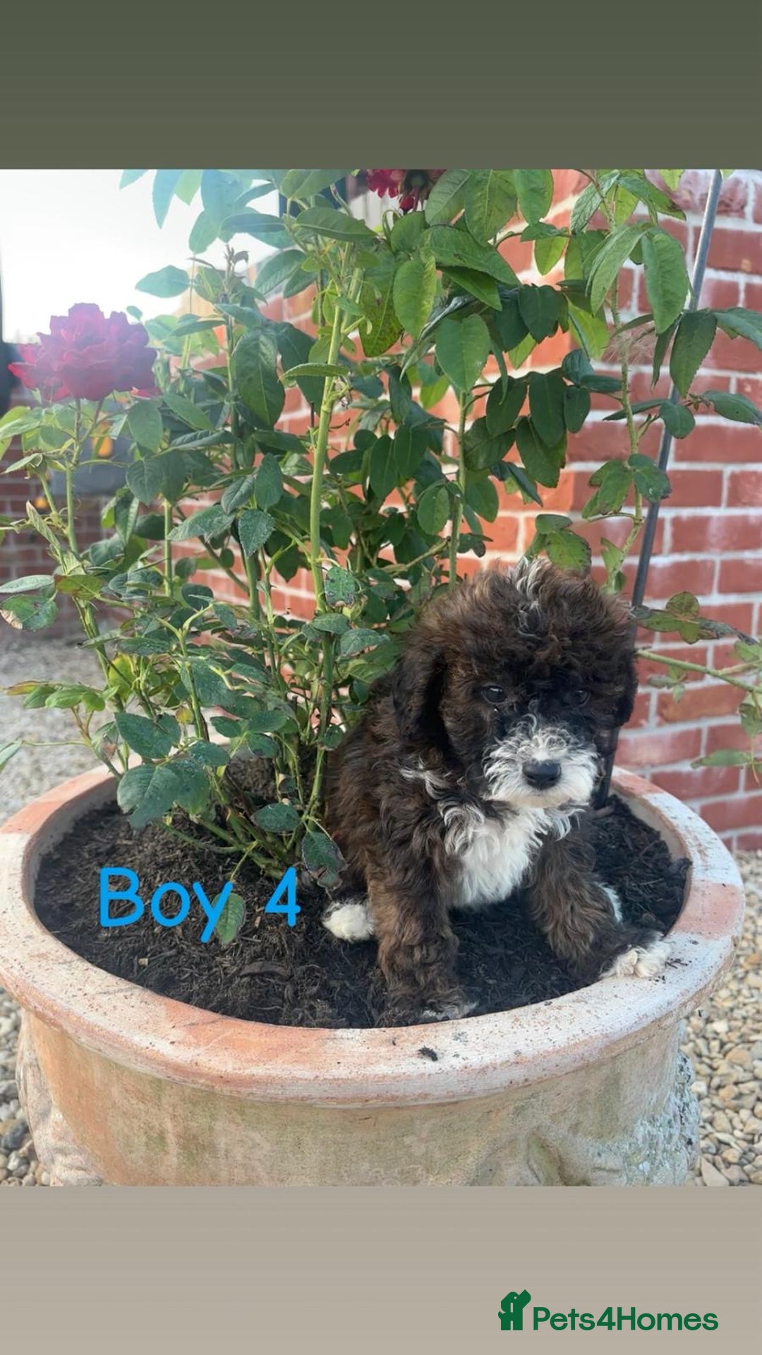 Jackapoo dogs for sale: 5 beautiful Jackapoo boys ready now!  - Image 4