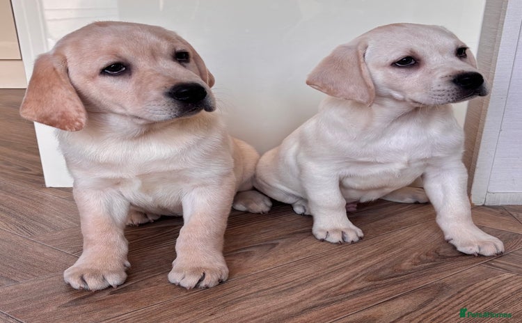 Labrador Retriever dogs Traditional english show type labrador puppies  - Advert 4