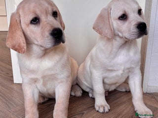 Labrador Retriever dogs Traditional english show type labrador puppies - Advert 15