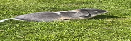 Dwarf Lop rabbits for sale: Gorgeous Dwarf Lop Bunny  in Wellingborough - Advert 2