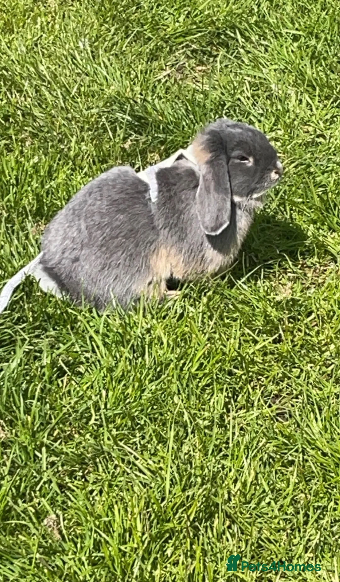 Dwarf Lop rabbits for sale: Gorgeous Dwarf Lop Bunny  in Wellingborough - Advert 2