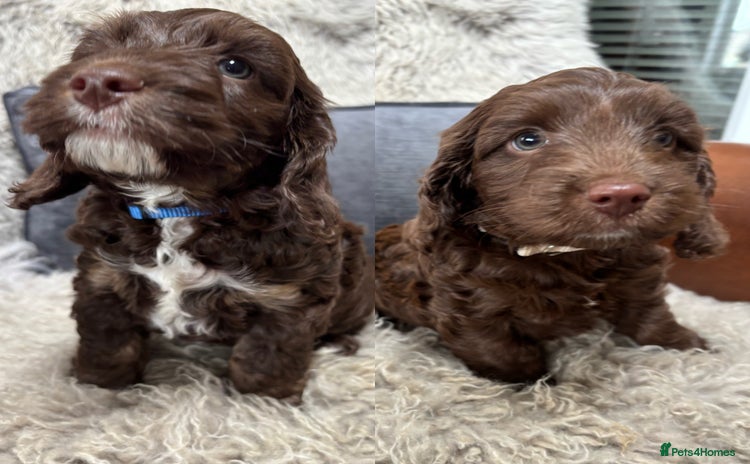 Cockapoo dogs - Advert 1
