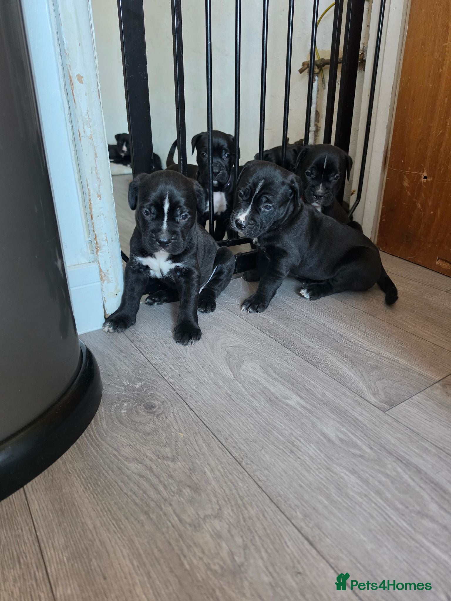 Presa Canario dogs Pressa canario puppys  - Advert 1