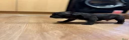 French Bulldog dogs for sale: French bulldogs puppy’s  in Lincoln - Advert 12