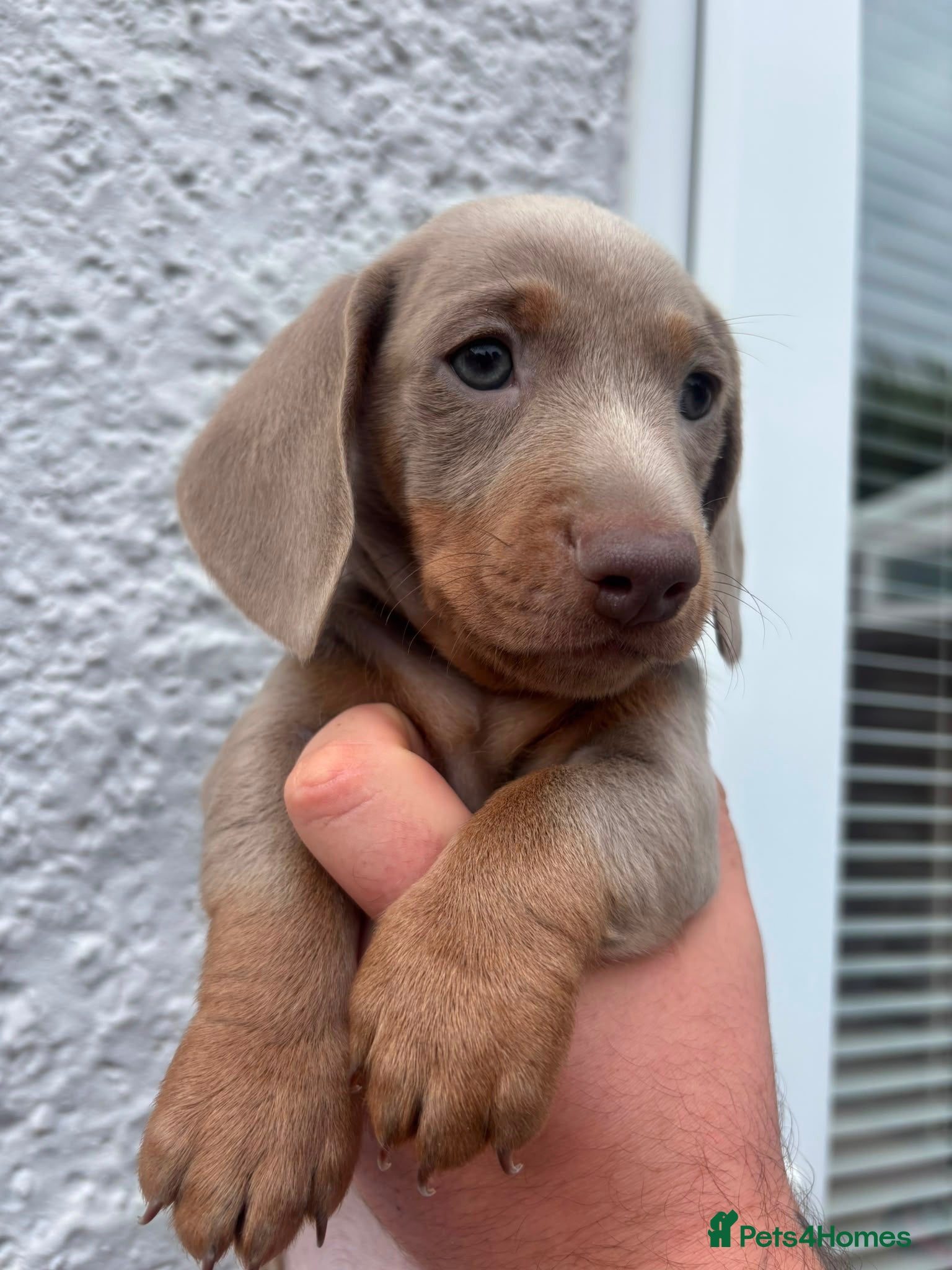 Miniature Dachshund dogs Mini dachshunds available  - Advert 1