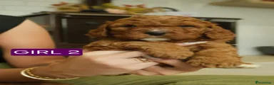Cavapoo 4