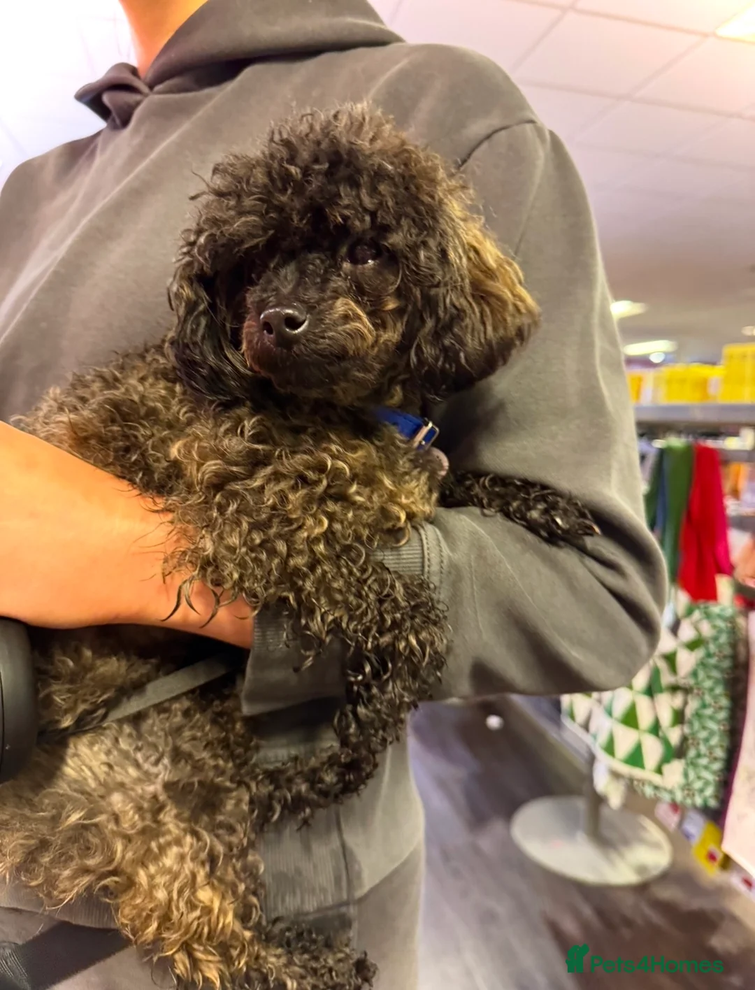 Toy Poodle dogs for sale: 100% Asian Toy Poodles 🐩🐩 - Structure & Colour - Advert 1