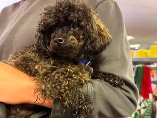 Toy Poodle dogs 100% Asian Toy Poodles 🐩🐩 - Structure & Colour - Advert 15