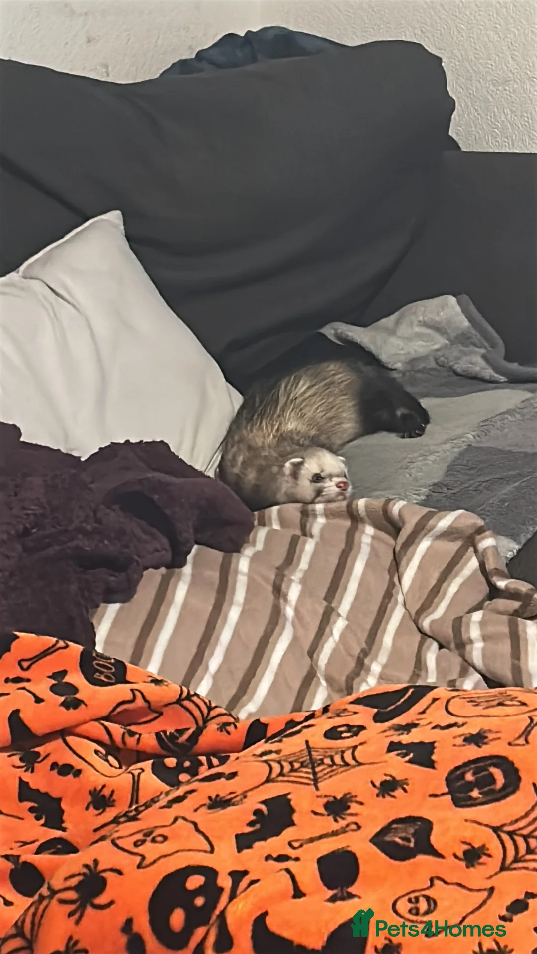 Ferret rodents for sale: Male Ferret for adoption  - Advert 6