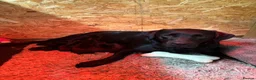 Borador dogs for sale: 6 beautiful collie cross lab puppies for sale!! - Advert 3