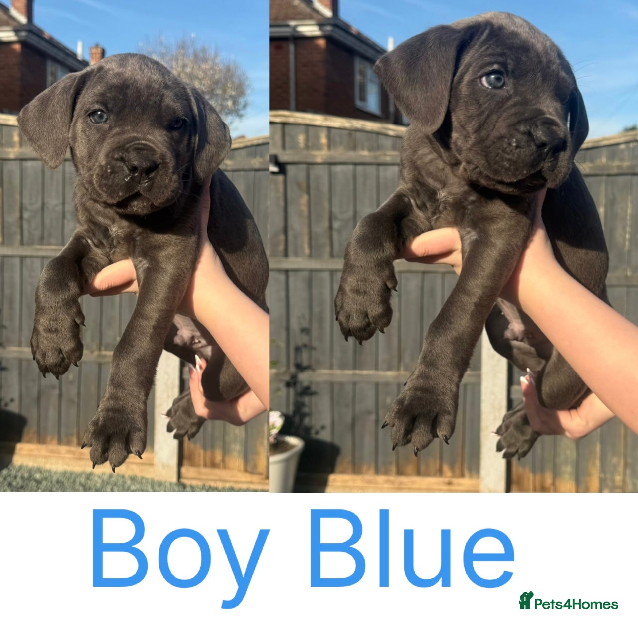 Cane Corso dogs Stunning Cane Corso Puppies last 4 left - Advert 1