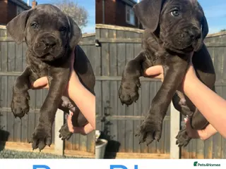 Cane Corso dogs Stunning Cane Corso Puppies last 4 left - Advert 1