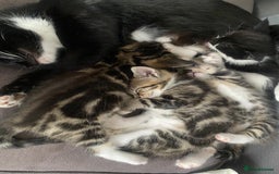 British Shorthair cats for sale: 4 beautiful female kittens  - Image 1