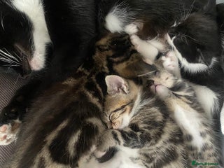 British Shorthair cats for sale - Advert 1