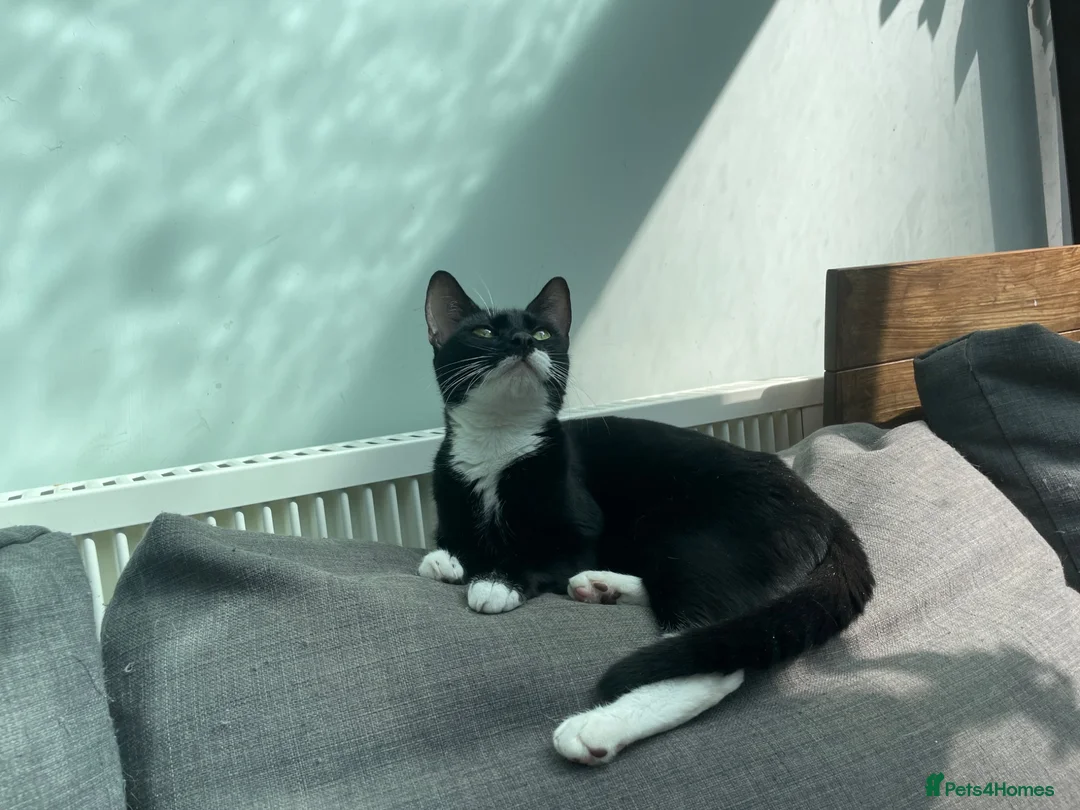 Mixed Breed cats for adoption: Clementine, young rescue cat in need of new home - Advert 2