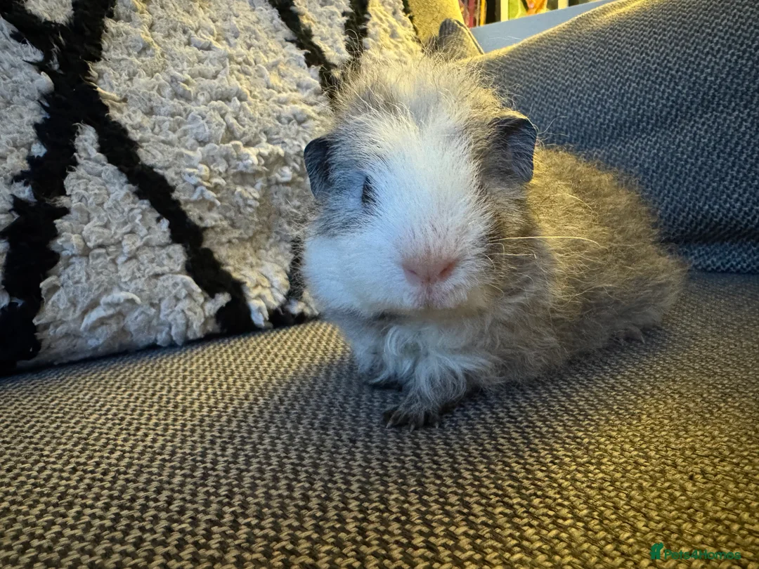 Guinea Pig rodents for sale: Gorgeous little boy piggie - Advert 7