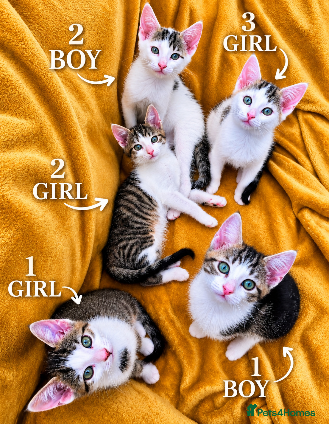 Mixed Breed cats for sale: 5 Beautiful Kittens Who Adore Human Company - Advert 2