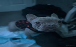 French Bulldog dogs for sale: Bunny  - Image 1