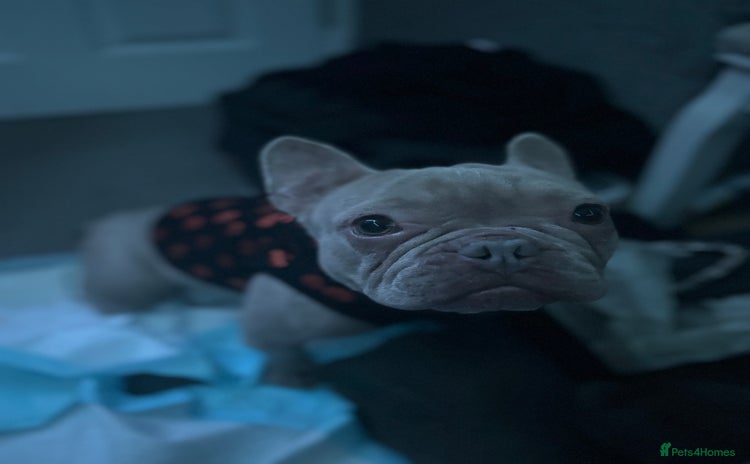 French Bulldog dogs - Advert 1