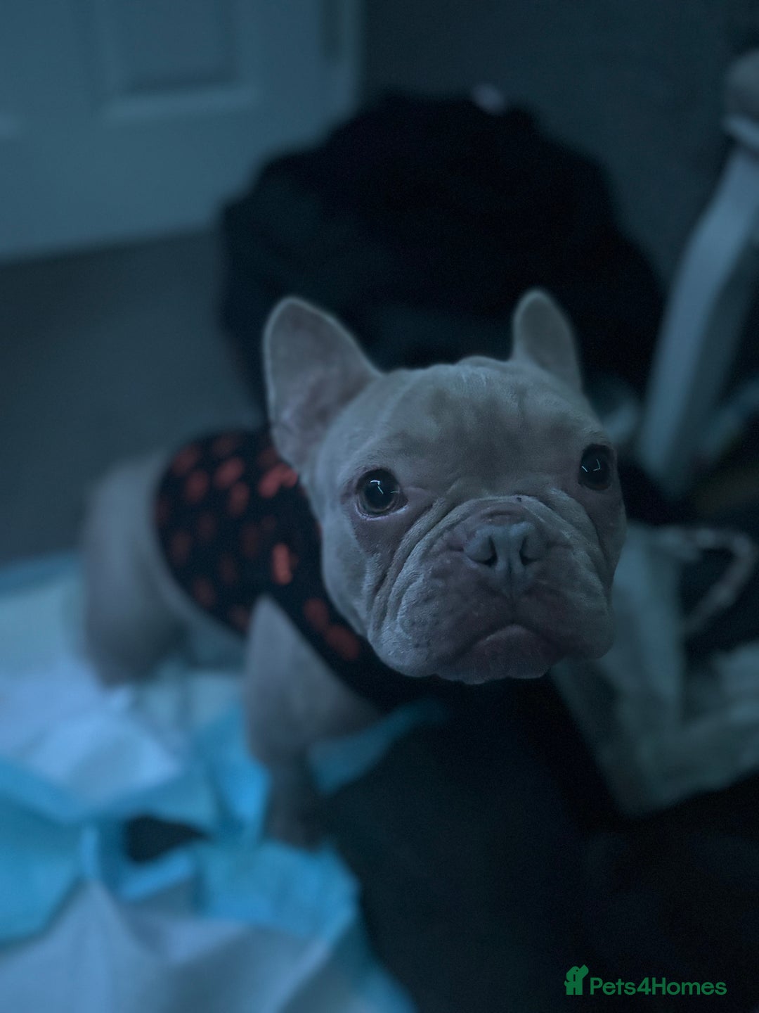 French Bulldog dogs for sale: Bunny  - Image 1