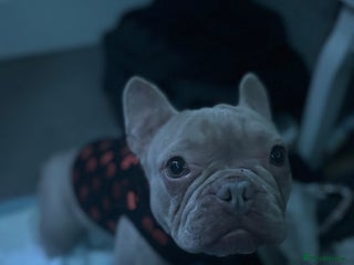 French Bulldog dogs - Advert 16