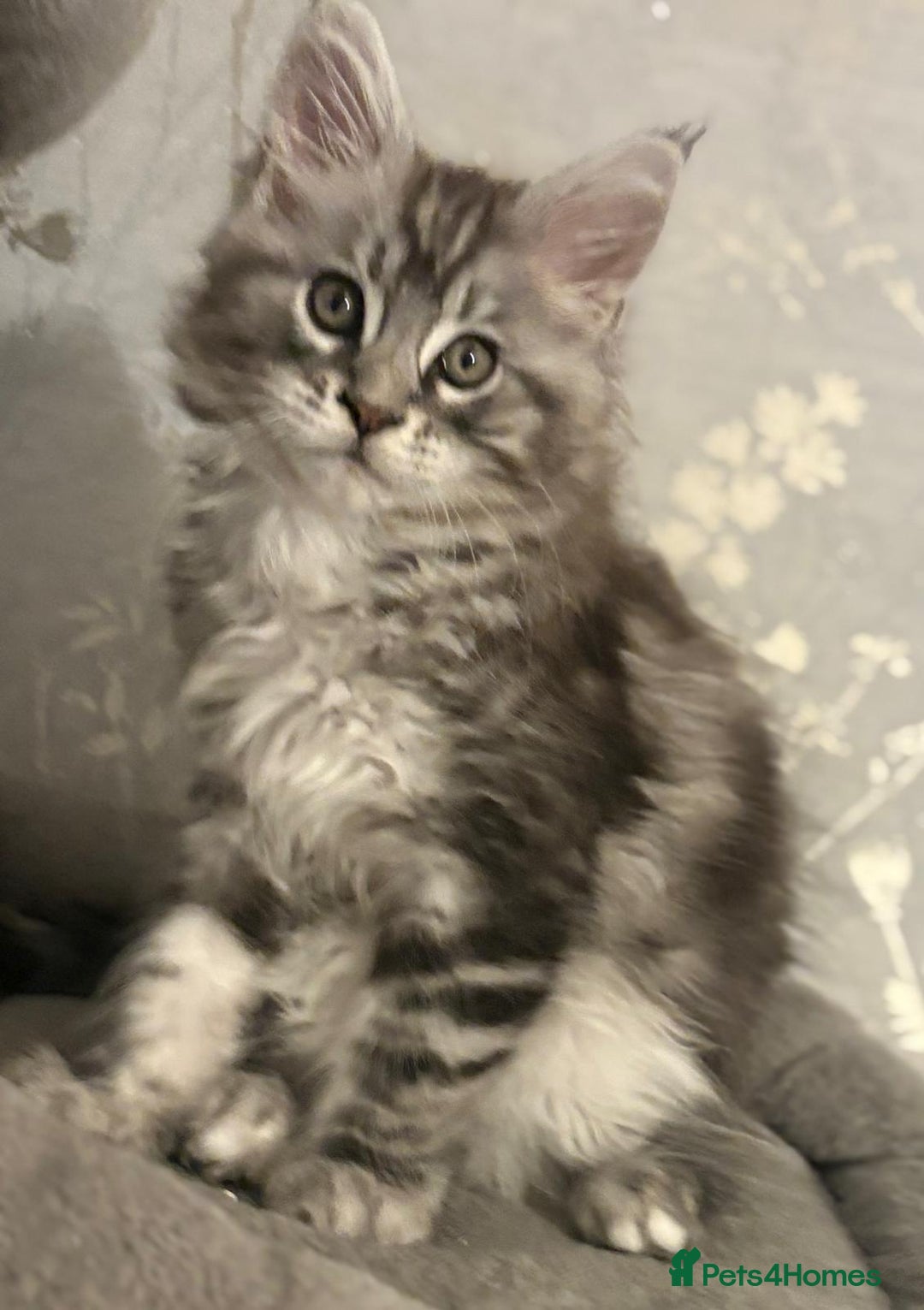 Maine Coon cats for sale: Ready to leave quality Maine coon kittens - Advert 37