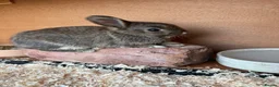 Mixed Breed rabbits for sale: Various rabbits for sale  - Advert 18