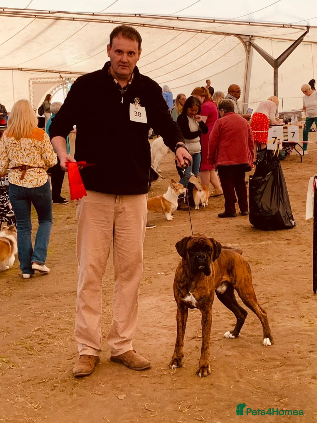 Boxer dogs for stud: Champion lined boxer for stud in Colwyn Bay - Advert 11