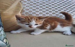 Mixed Breed cats for sale: 3 adorable little kittens for sale  - Image 7