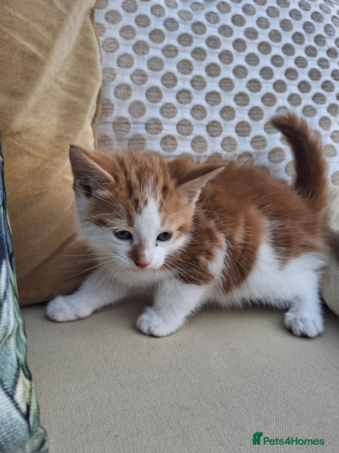 Mixed Breed cats for sale: 3 adorable little kittens for sale  - Image 7