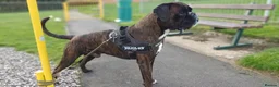 Boxer dogs for stud: KC Registered boxer for stud - Advert 2