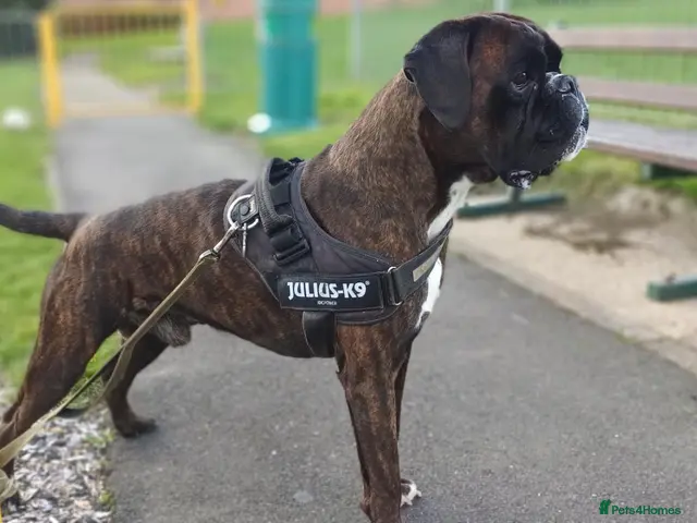 Boxer dogs for stud: PEDIGREE BOXER STUD🔥 HEART SCORE 0❤️DM TESTED - Advert 2